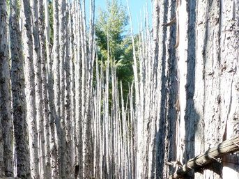 This is what you must pass down to enter the palisaded village. Photo by Ray Martin.